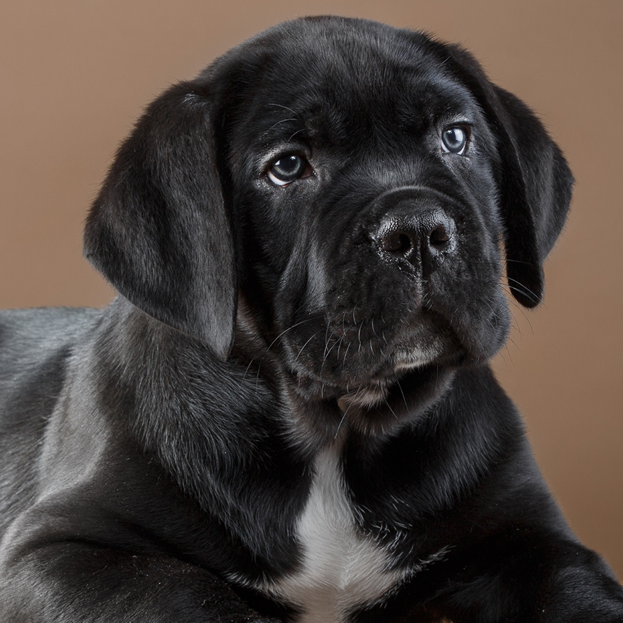 Cannonball Corsos Cane Corso puppy available for reservation