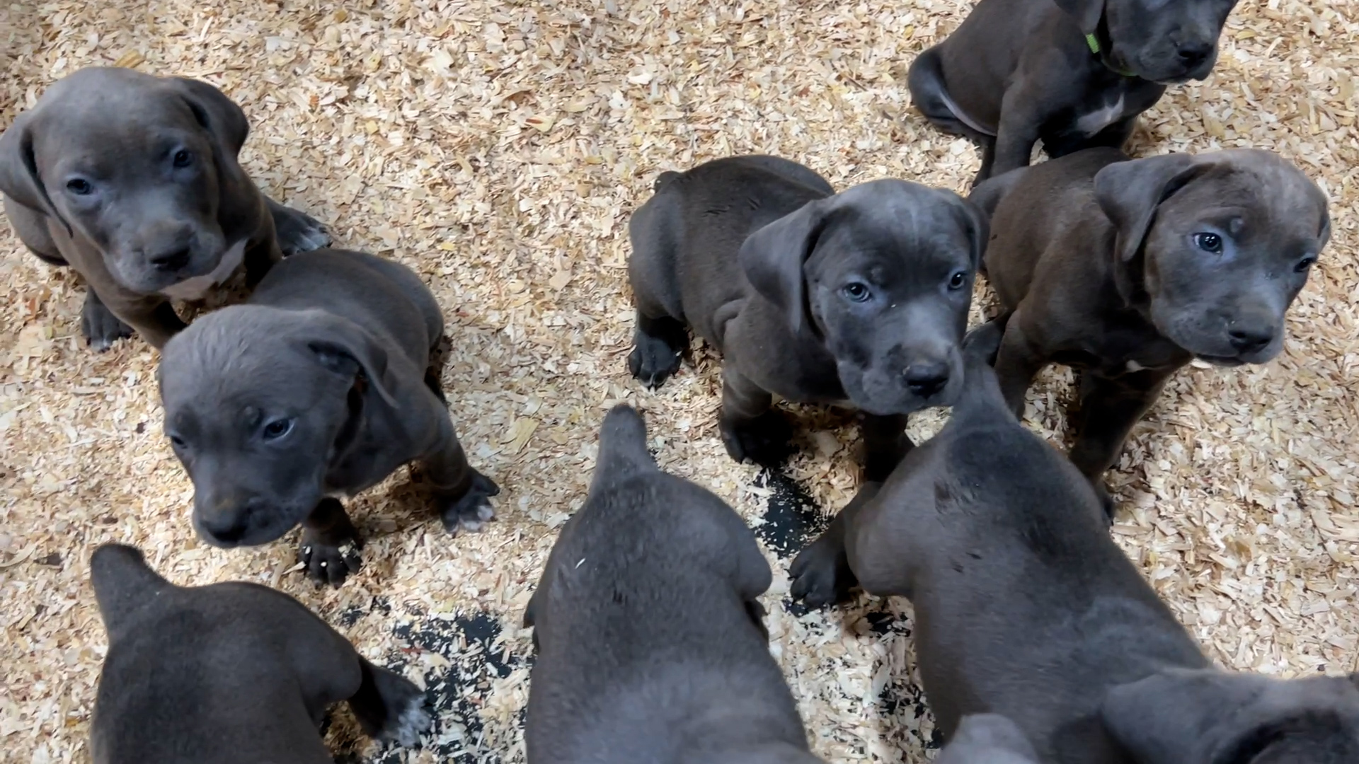 Litter Reservation - Cannonball Corsos
