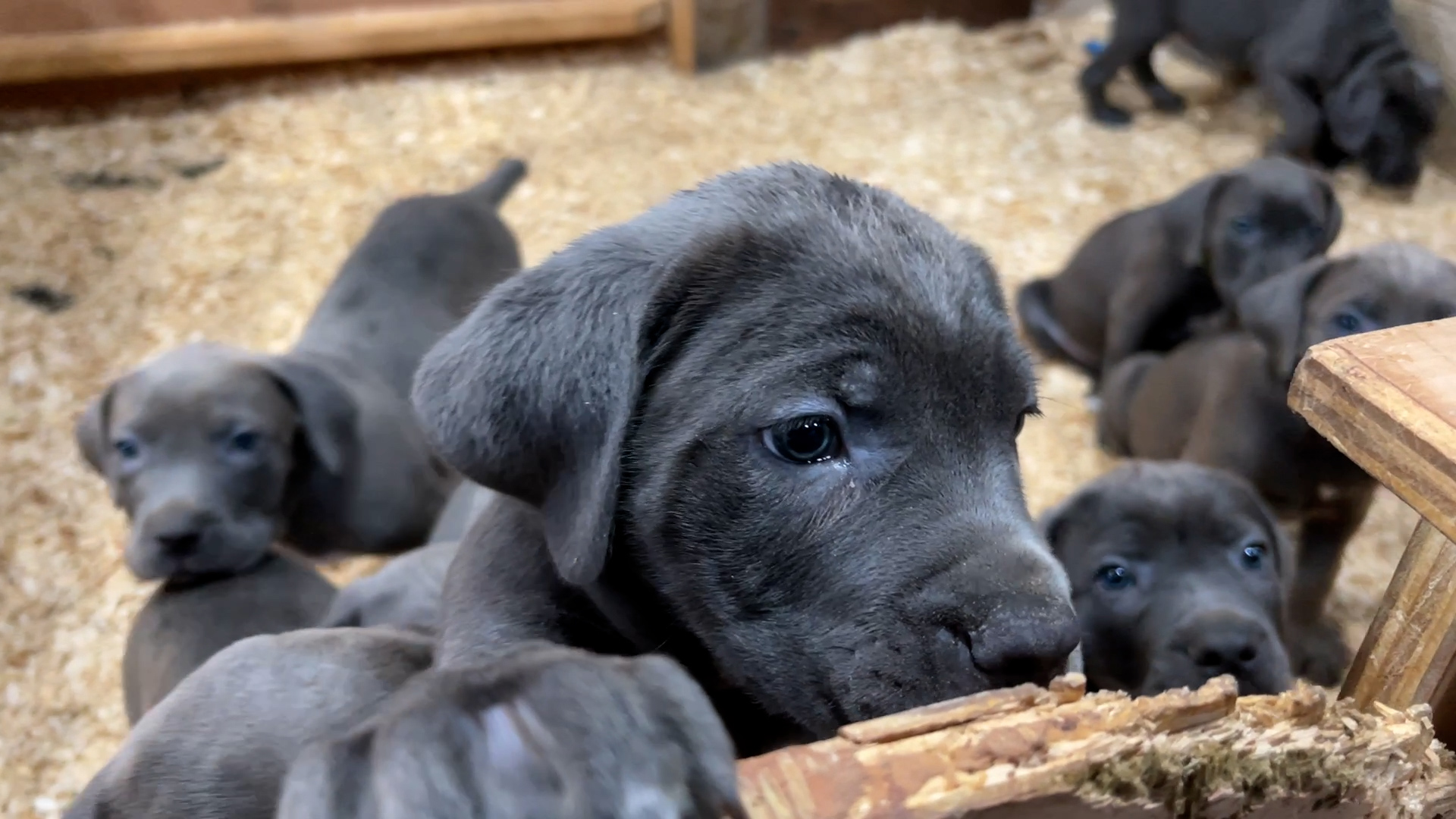 puppy price - Cannonball Corsos