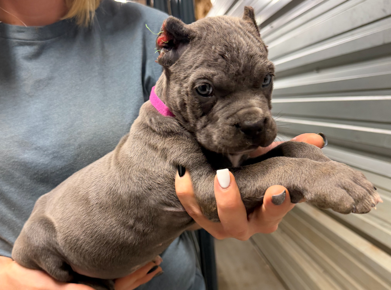 Available Female #1 - Cannonball Corsos