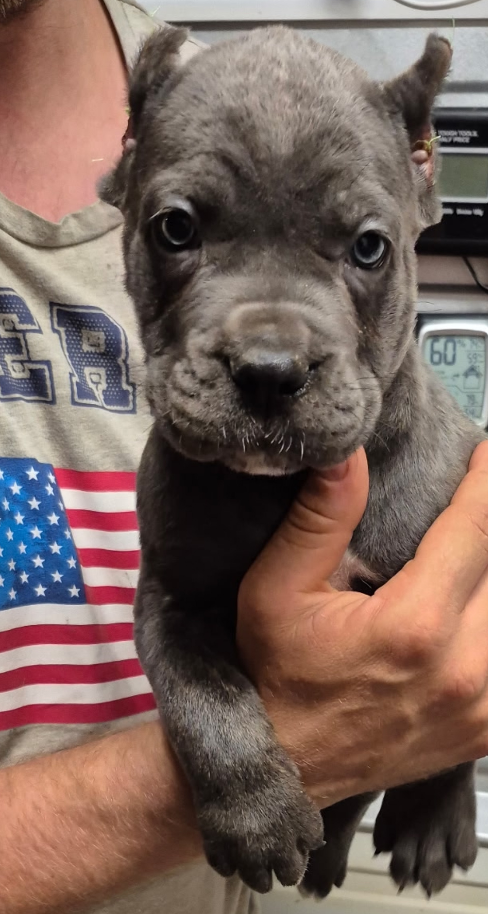 Available Male #1 - Cannonball Corsos