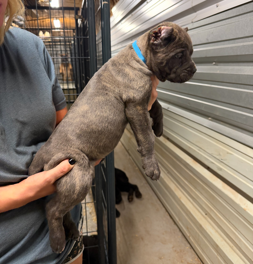Available Male #2 - Cannonball Corsos